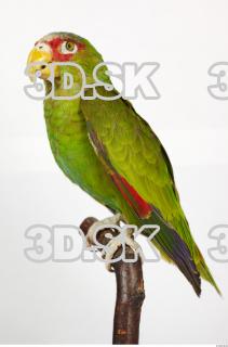 Amazon white-fronted - Amazona albifrons 0007